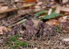 stročkovec kyjovitý (Houby), Gomphus clavatus (Fungi)